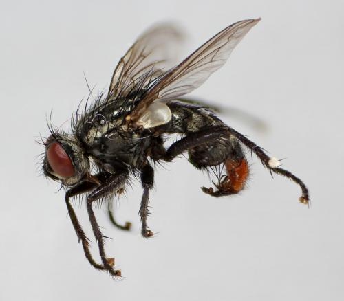 Sarcophaga vagans